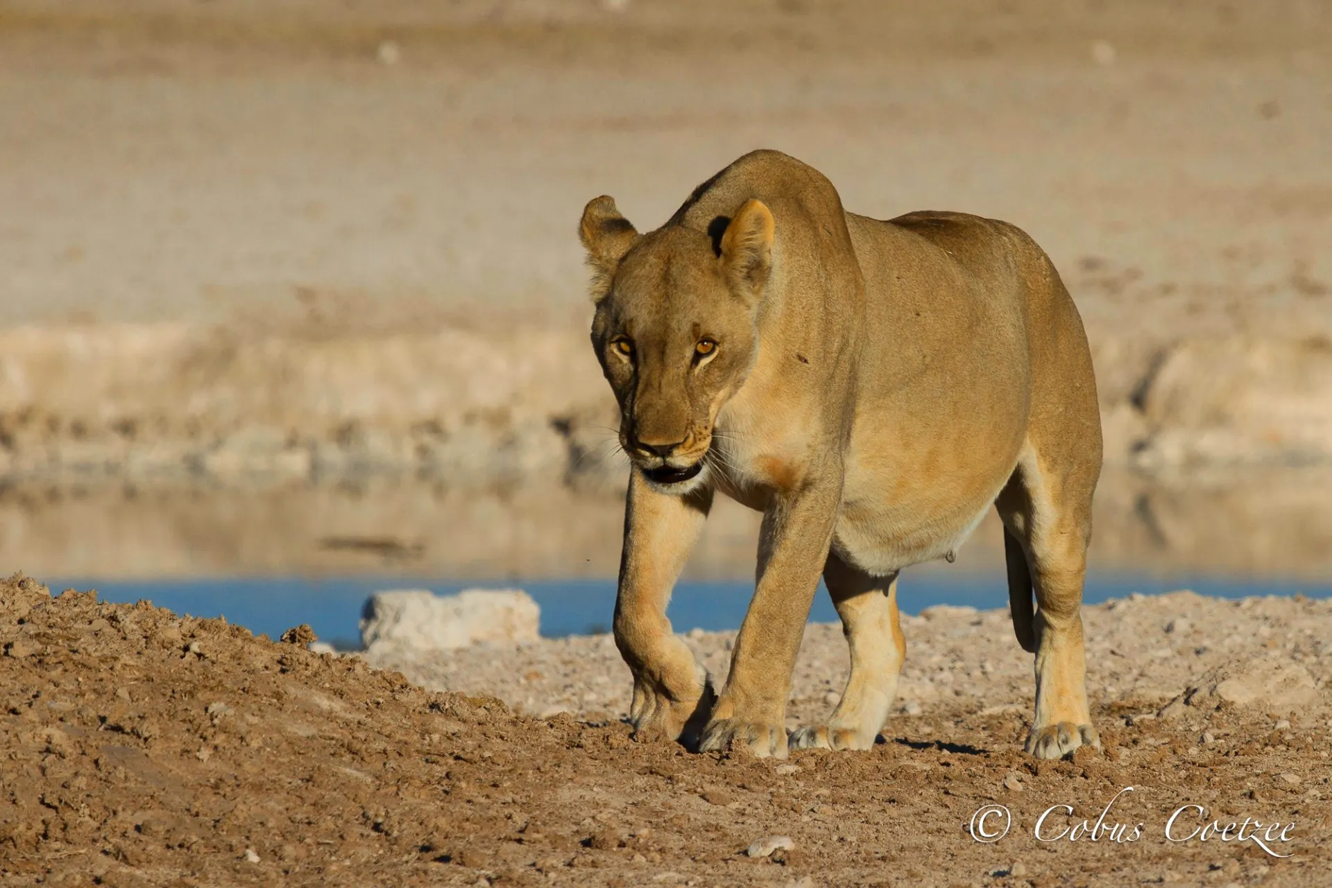 Lioness, Etosha National Park, Namibia Lioness, Etosha National Park, Namibia