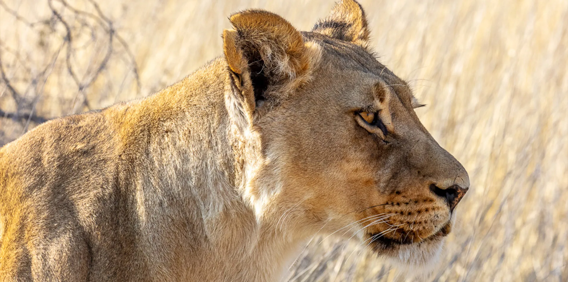Lioness, Kgalagadi Transfrontier Park Lioness, Kgalagadi Transfrontier Park