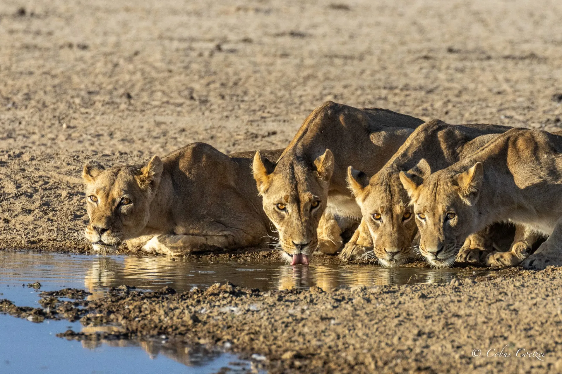 Lionesses drinking at Polentswa Waterhole, Kgalagadi Transfrontier Park Lionesses drinking at Polentswa Waterhole, Kgalagadi Transfrontier Park