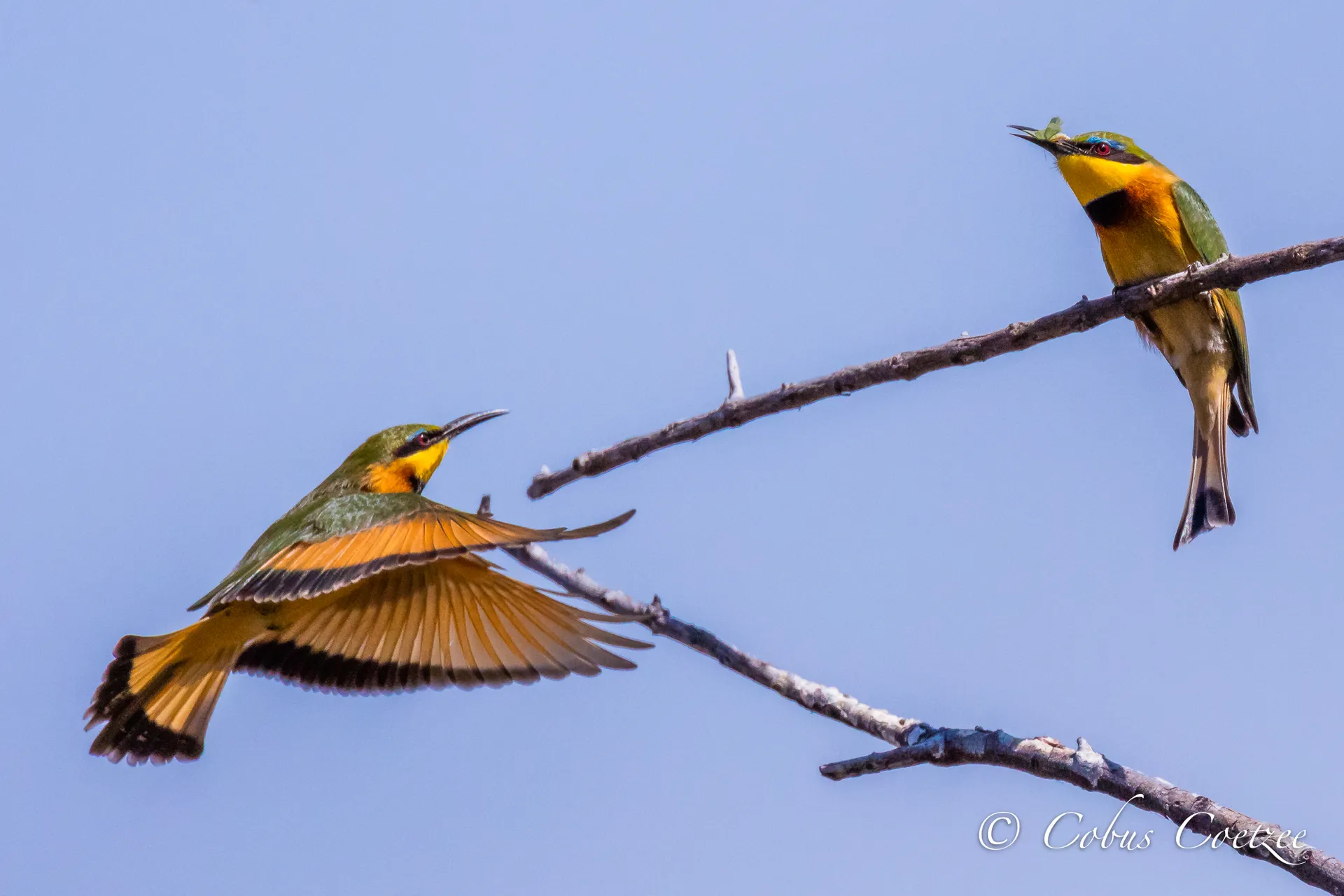 Little Bee-eaters, Botswana Little Bee-eaters, Botswana