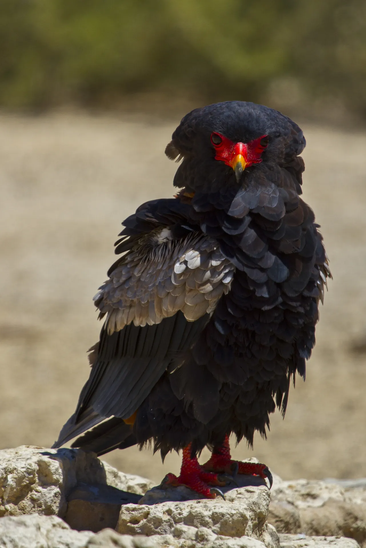 Male Bateleur, Kgalagadi Transfrontier Park, South Africa Male Bateleur, Kgalagadi Transfrontier Park, South Africa