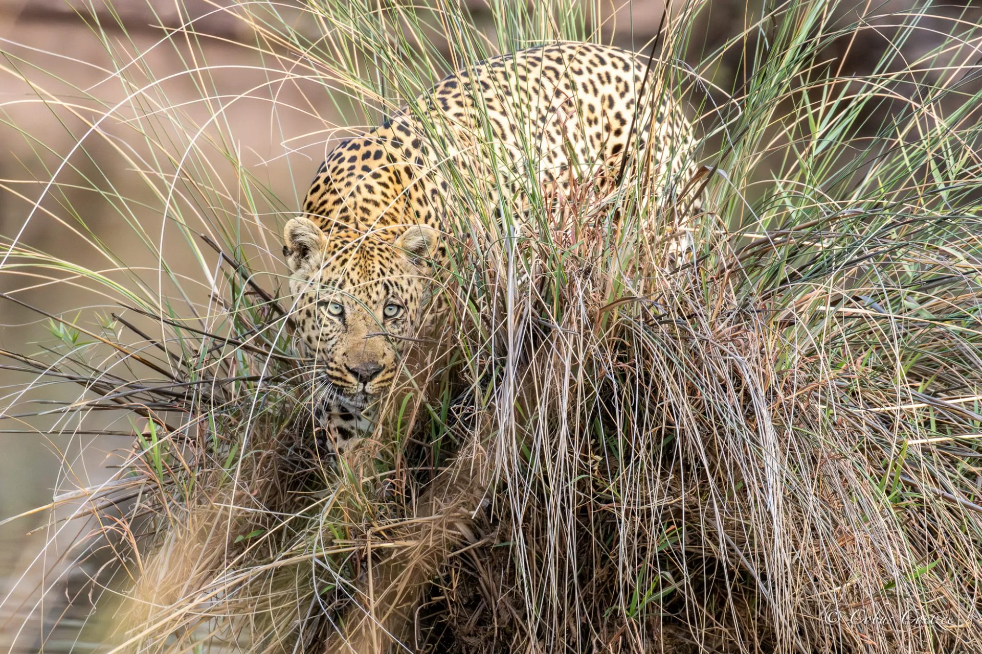Male Leopard, Welgevonden Game Reserve Male Leopard, Welgevonden Game Reserve