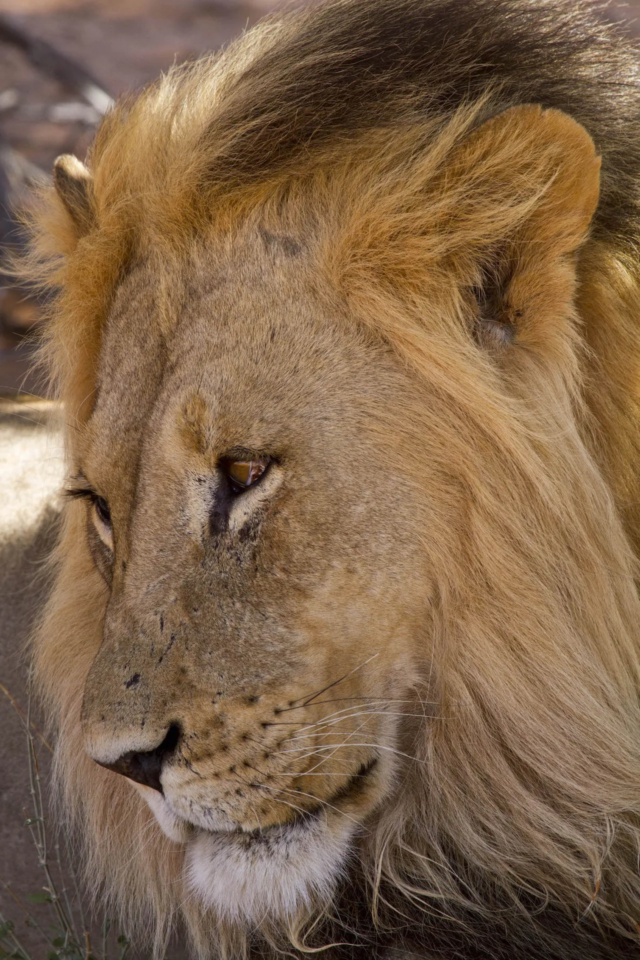 Male Lion Close-up, Kgalagadi Transfrontier Park, South Africa Male Lion Close-up, Kgalagadi Transfrontier Park, South Africa
