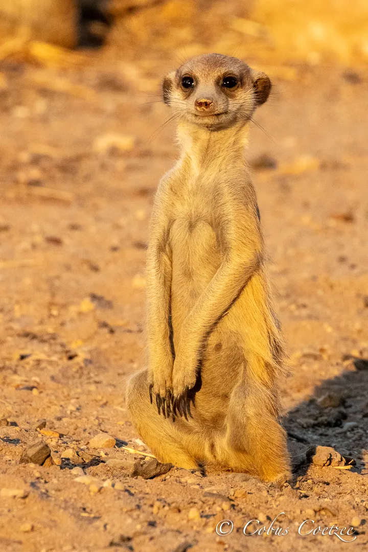 Meerkat, Kgalagadi Transfrontier Park Meerkat, Kgalagadi Transfrontier Park