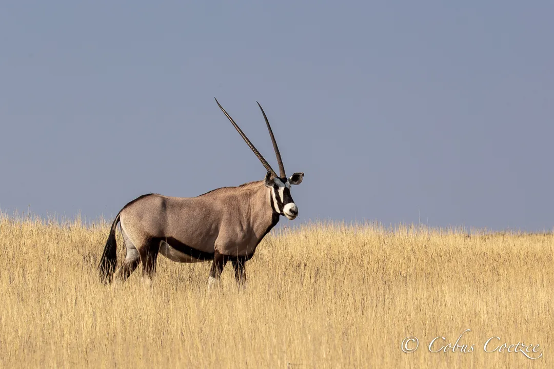 Oryx, Kgalagadi Transfrontier Park Oryx, Kgalagadi Transfrontier Park
