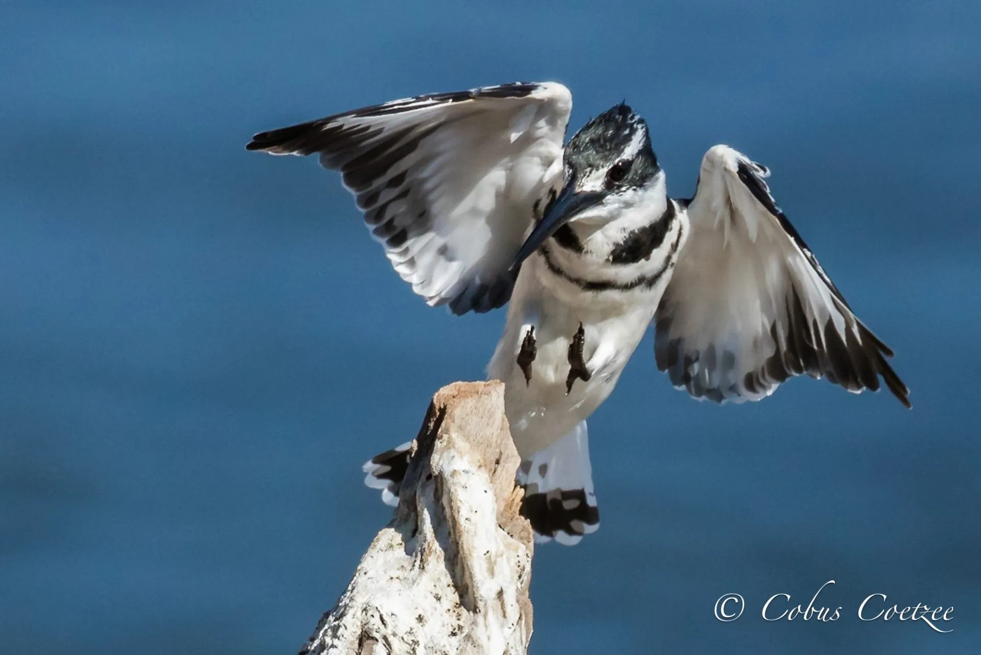 Pied Kingfisher Landing, Zambezi River, Namibia Pied Kingfisher Landing, Zambezi River, Namibia