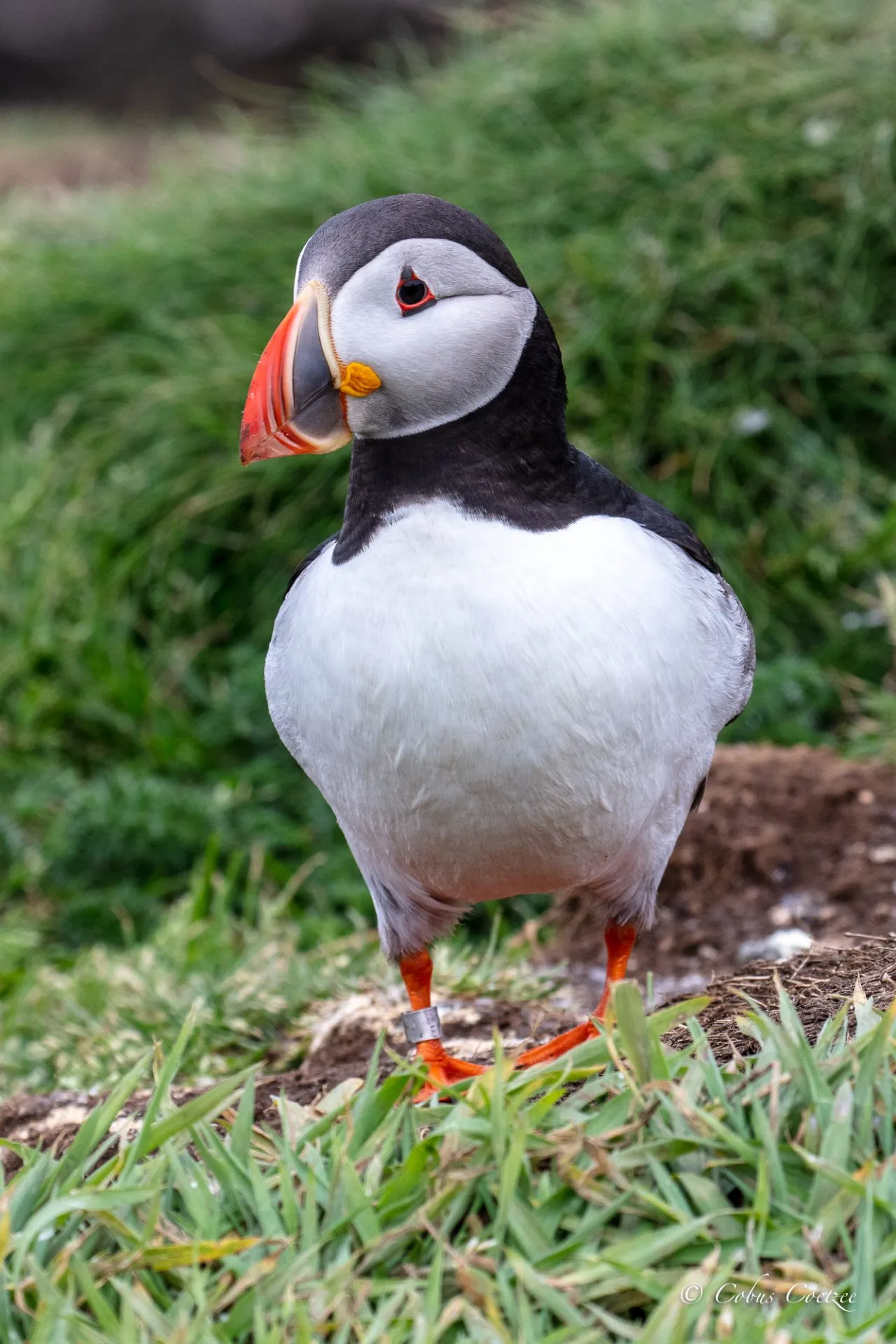 Puffin, Isle of Lunga, Inner Hebrides, Scotland Puffin, Isle of Lunga, Inner Hebrides, Scotland