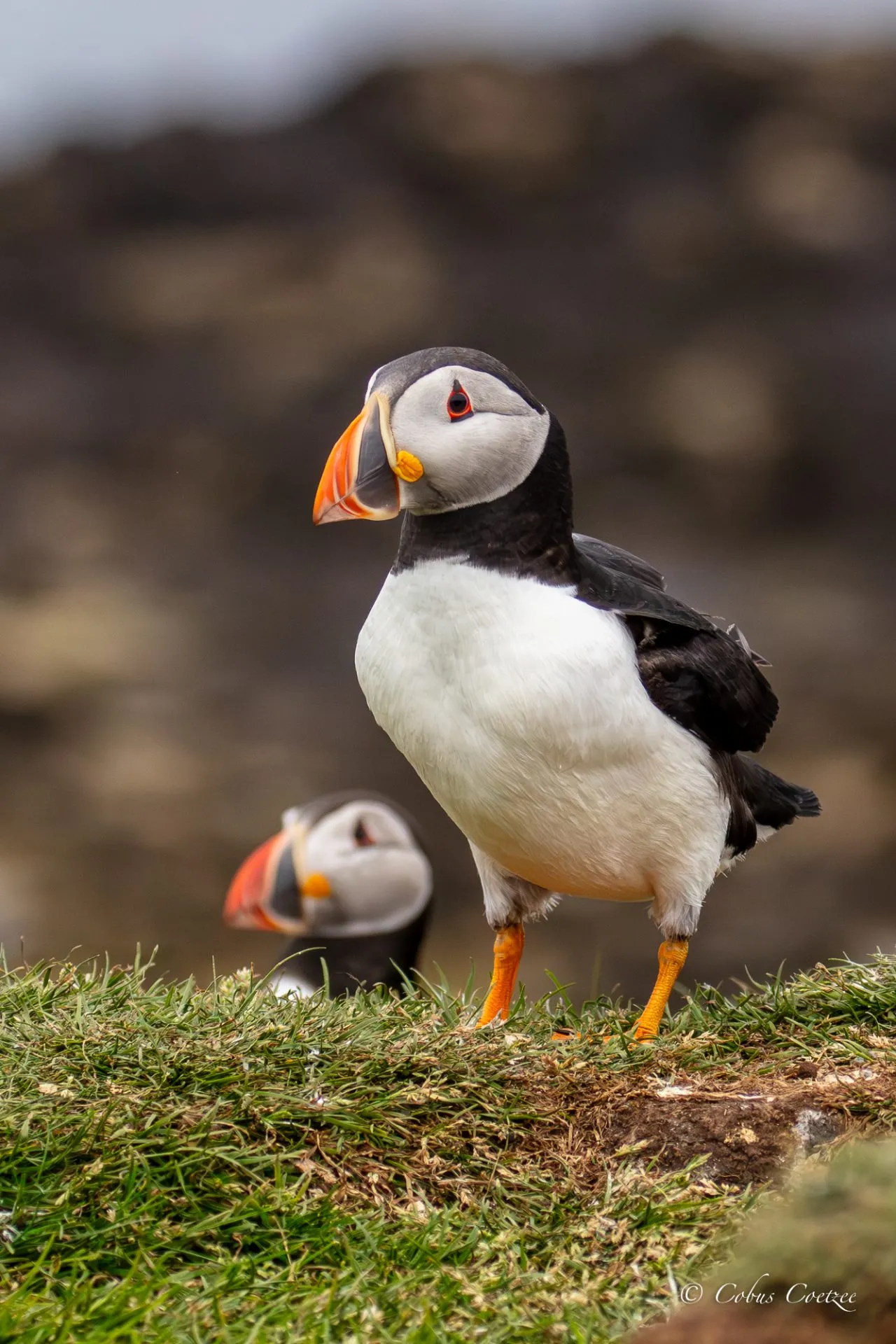 Puffin, Isle of Lunga, Inner Hebrides, Scotland Puffin, Isle of Lunga, Inner Hebrides, Scotland