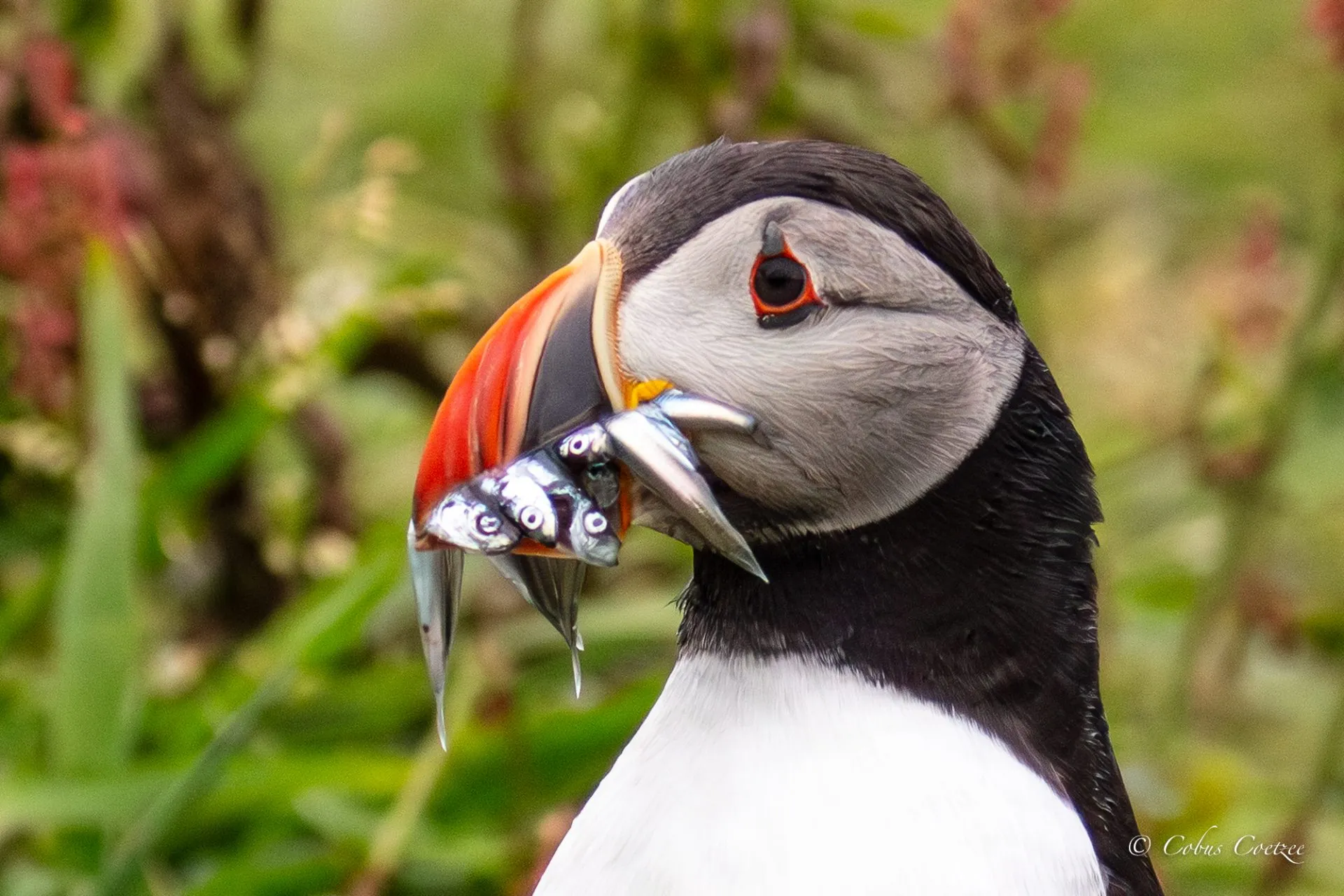 Puffin, Isle of Lunga, Inner Hebrides, Scotland Puffin, Isle of Lunga, Inner Hebrides, Scotland