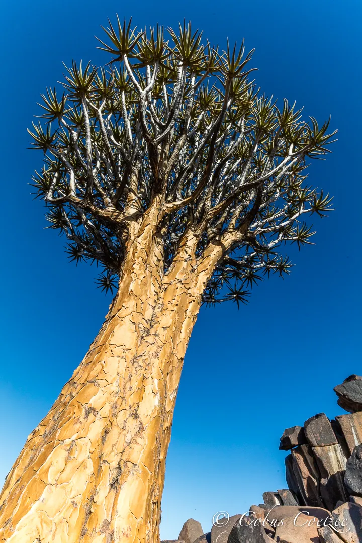 Quiver Tree, Keetmanshoop, Namibia Quiver Tree, Keetmanshoop, Namibia