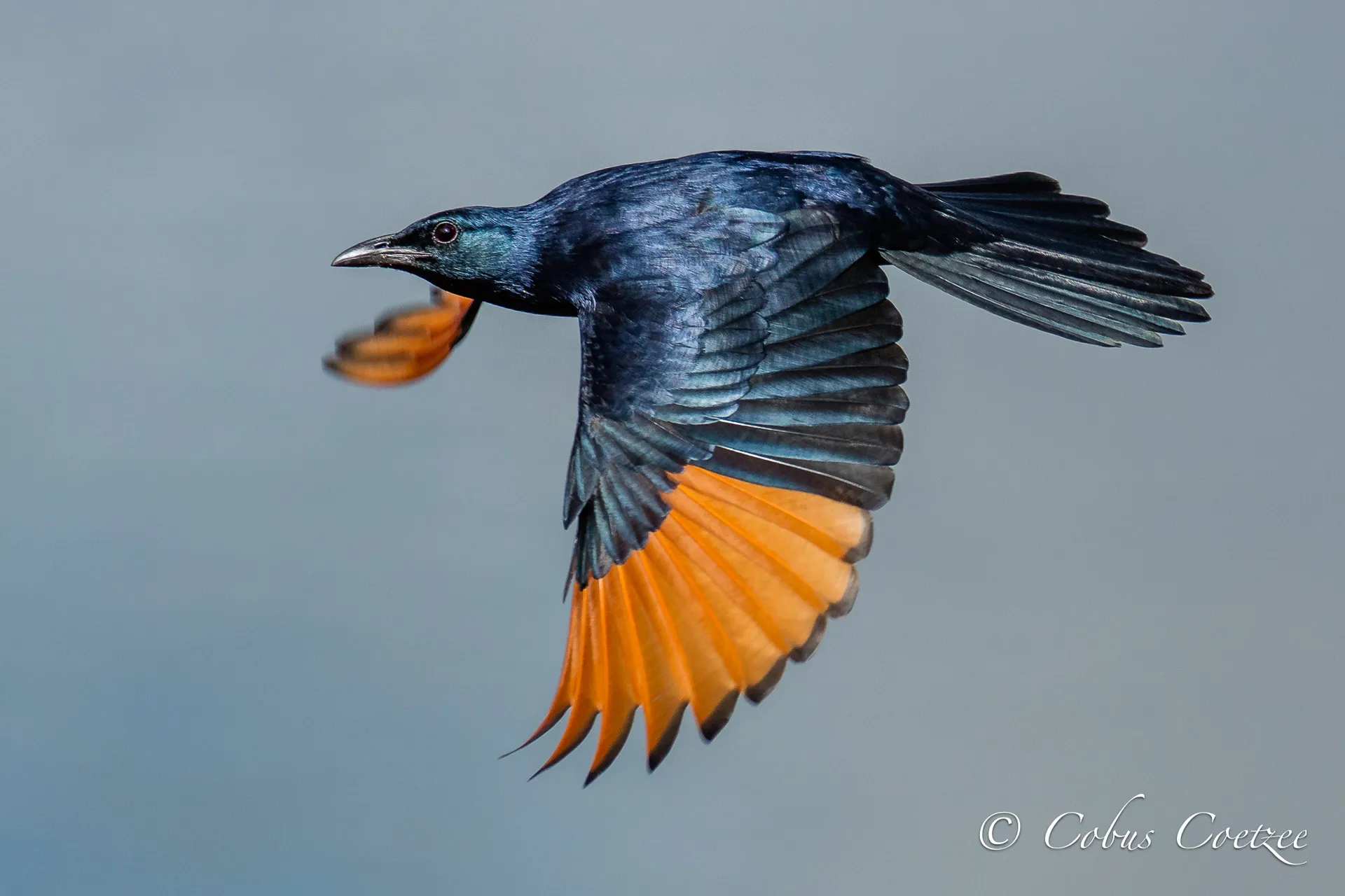 Red-winged Starling, Kruger National Park, South Africa Red-winged Starling, Kruger National Park, South Africa