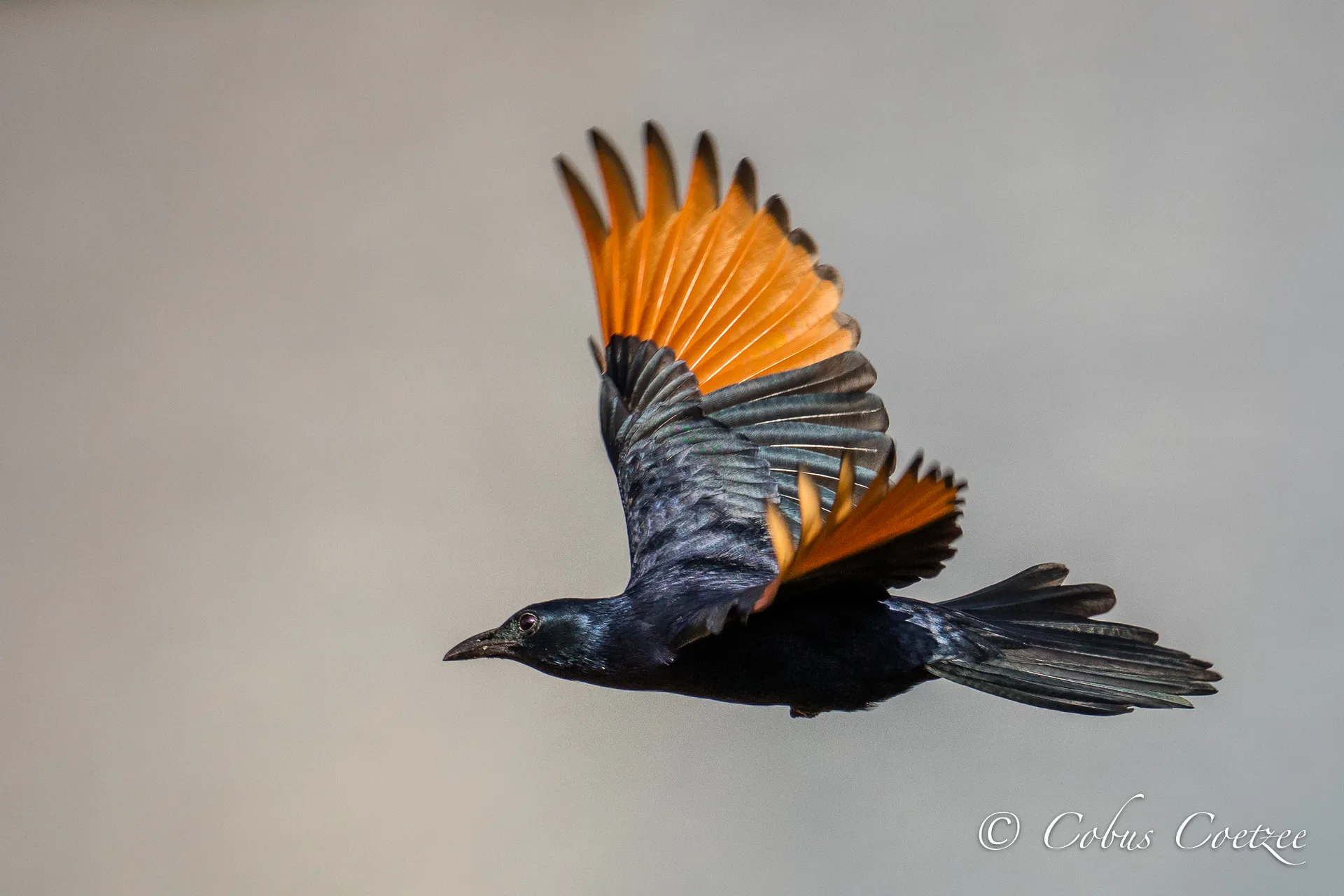 Red-winged Starling in Flight, Kruger National Park Red-winged Starling in Flight, Kruger National Park