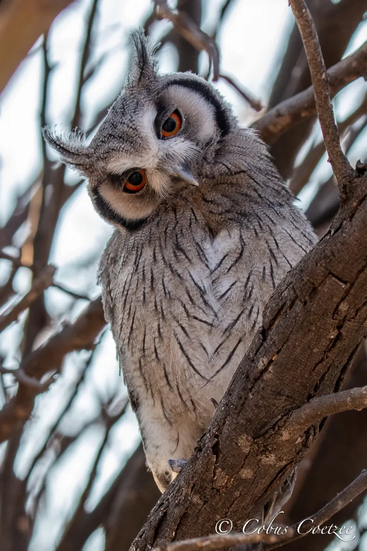 Southern White-faced Owl, Kgalagadi Transfrontier Park Southern White-faced Owl, Kgalagadi Transfrontier Park