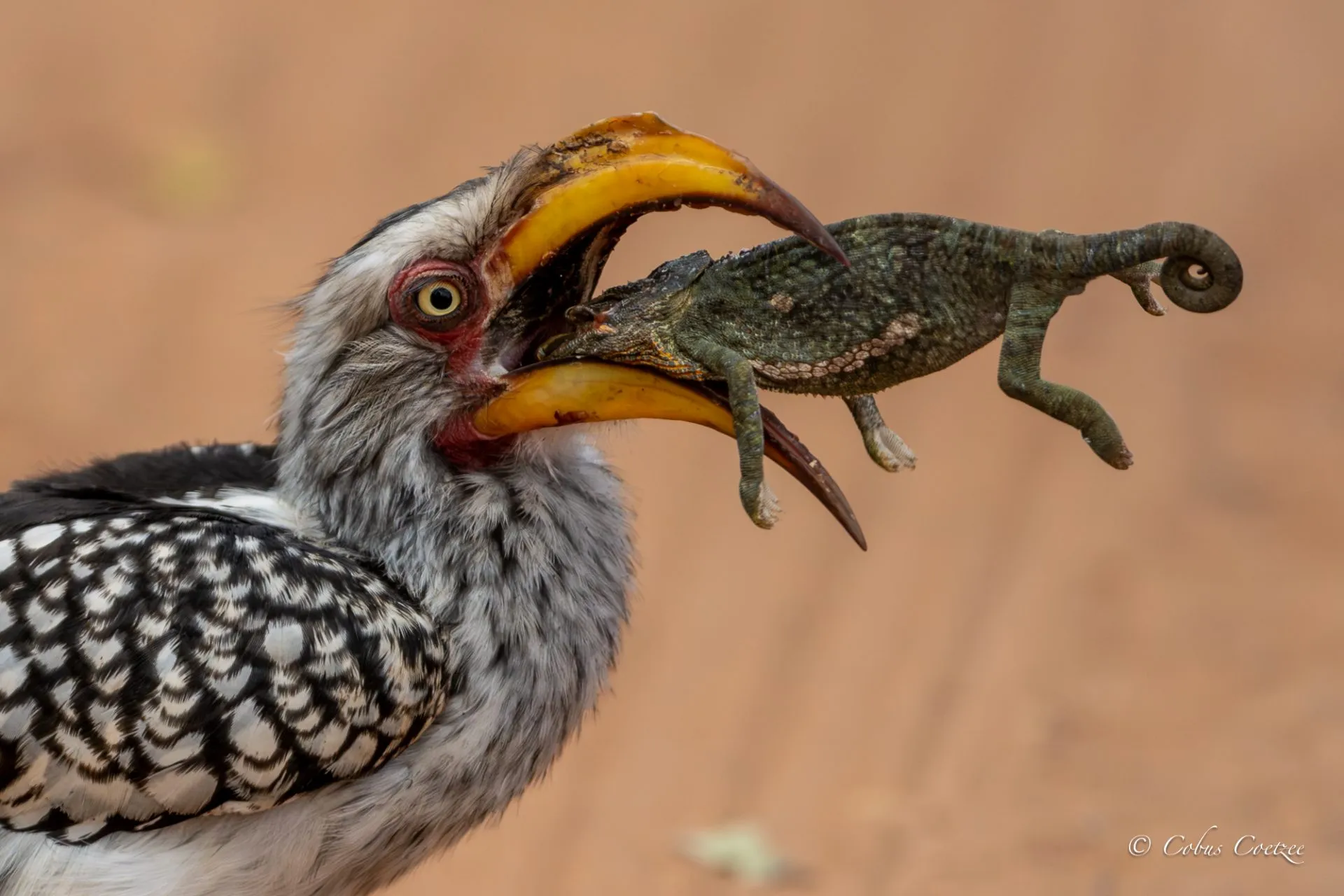 Southern Yellow-billed Hornbill with Catch, Kruger National Park Southern Yellow-billed Hornbill with Catch, Kruger National Park