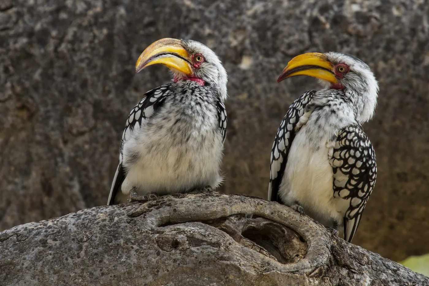 Southern Yellow-billed Hornbills, Khama Rhino Sanctuary, Botswana Southern Yellow-billed Hornbills, Khama Rhino Sanctuary, Botswana