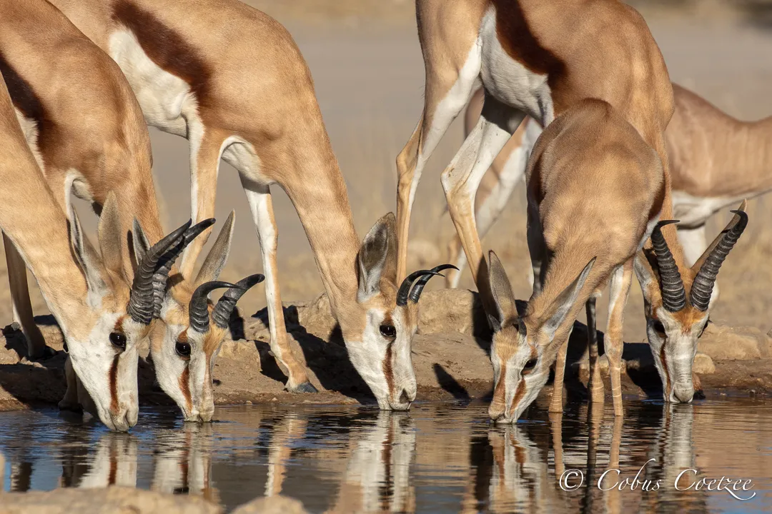 Springbok Drinking, Kgalagadi Transfrontier Park Springbok Drinking, Kgalagadi Transfrontier Park