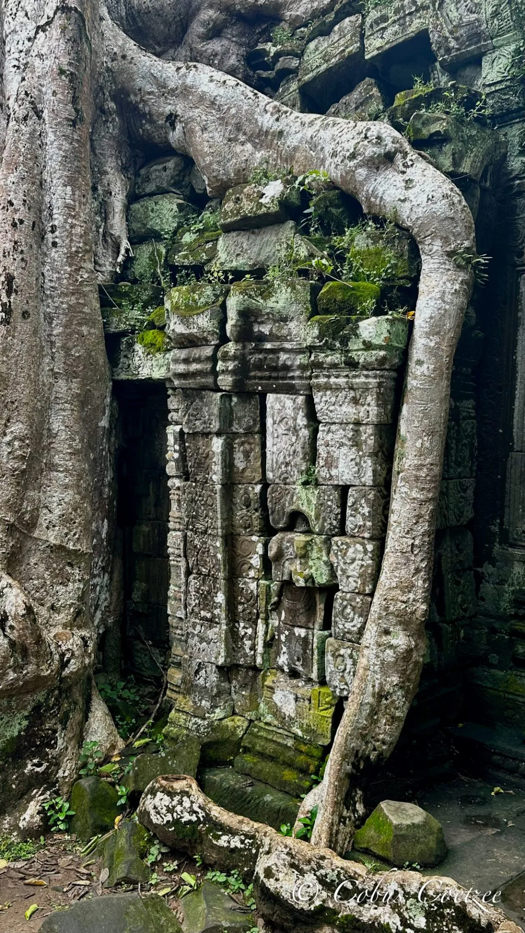 Ta Prohm, Cambodia Ta Prohm, Cambodia
