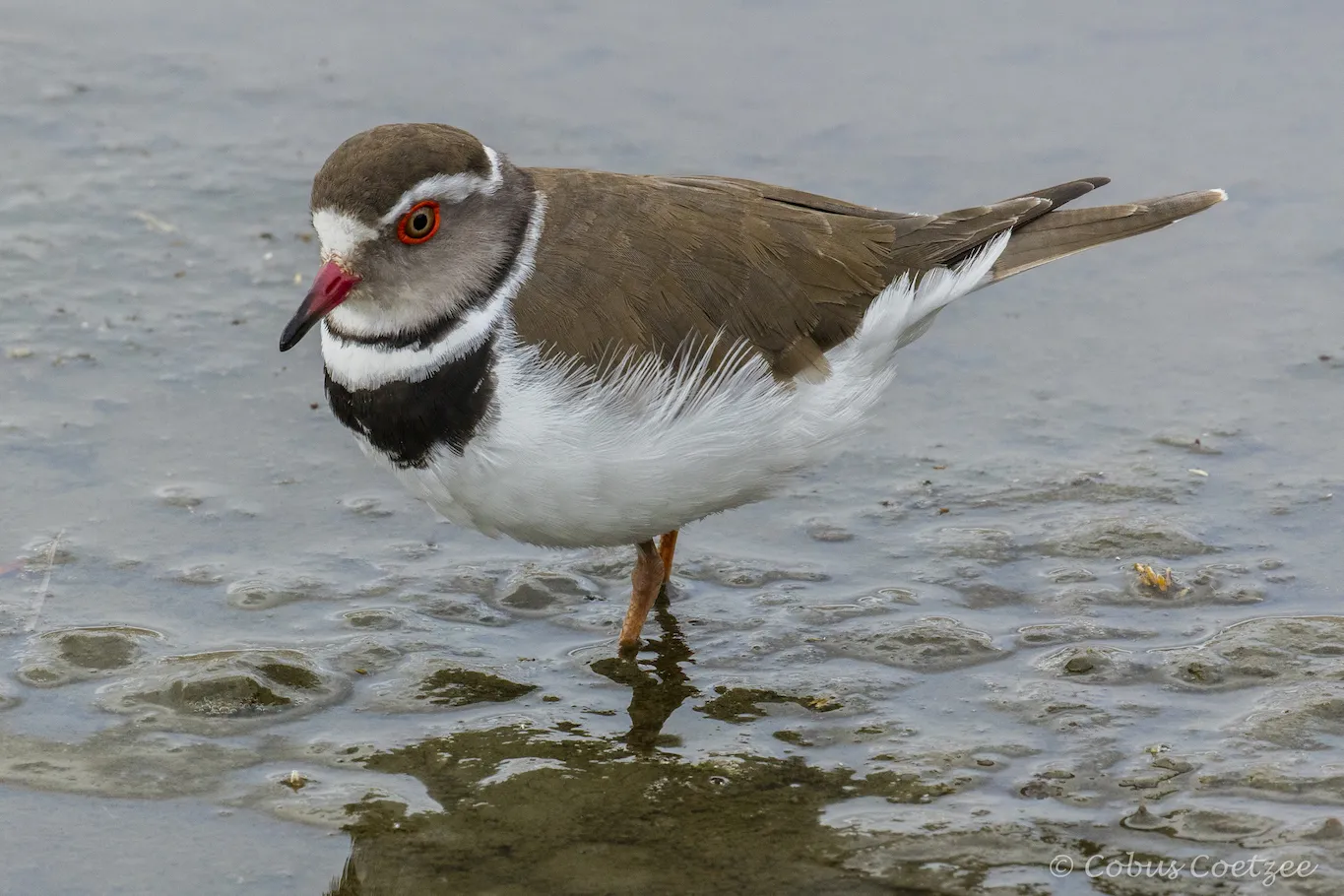 Three-banded Plover, Kruger National Park, South Africa Three-banded Plover, Kruger National Park, South Africa