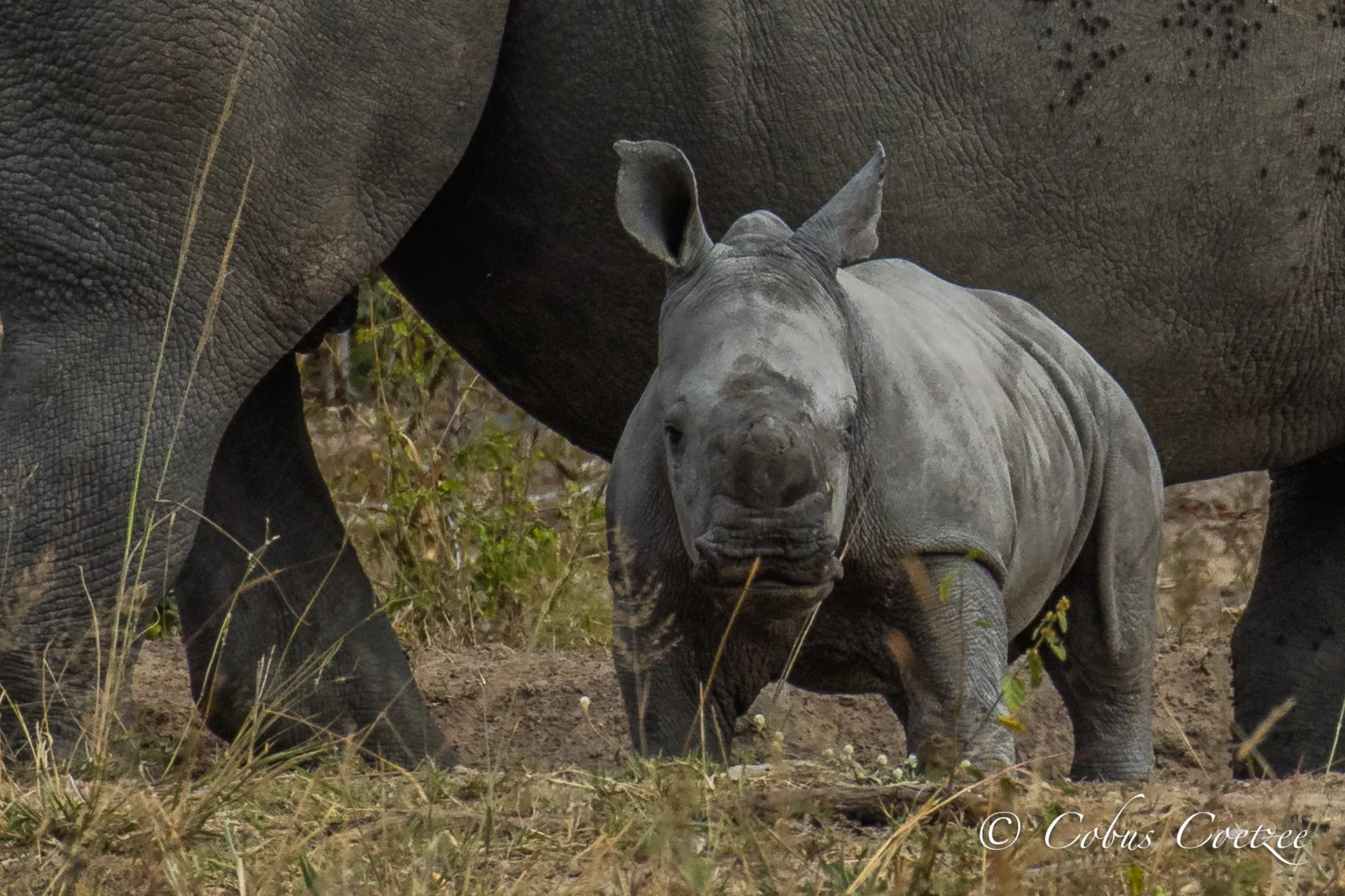 White Rhino Calf, Kruger National Park White Rhino Calf, Kruger National Park