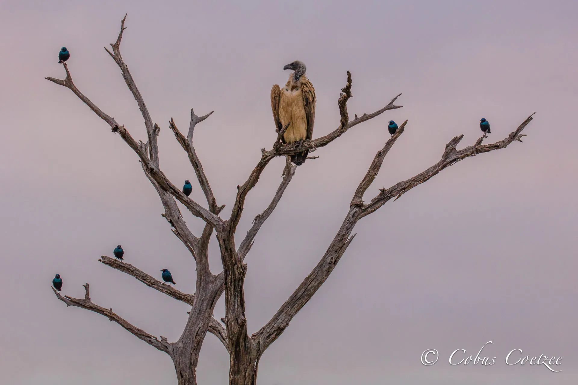 White-backed Vulture & Cape Glossy Starlings, Kruger National Park White-backed Vulture & Cape Glossy Starlings, Kruger National Park