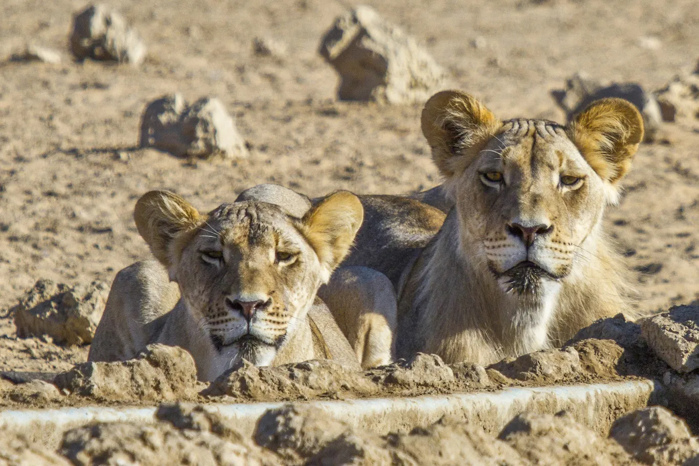 Young Lion Couple, Kgalagadi Transfrontier Park, South Africa Young Lion Couple, Kgalagadi Transfrontier Park, South Africa
